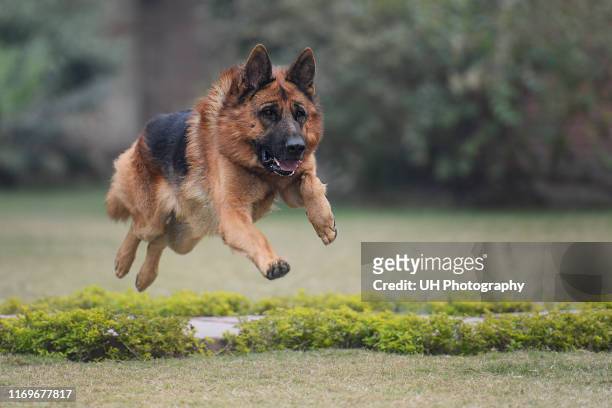 a jumping german shepherd - duitse herder stockfoto's en -beelden