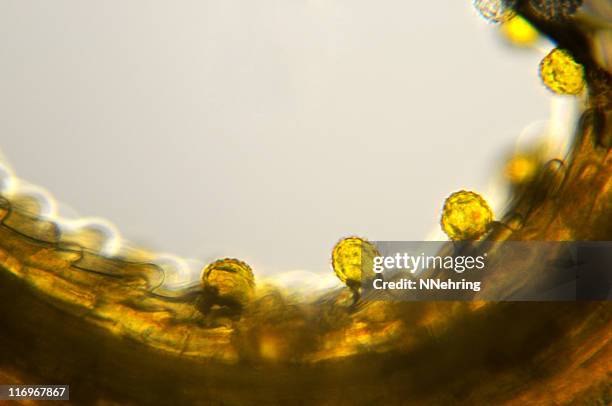 pollen on stigma micrograph - pollen grain stock pictures, royalty-free photos & images