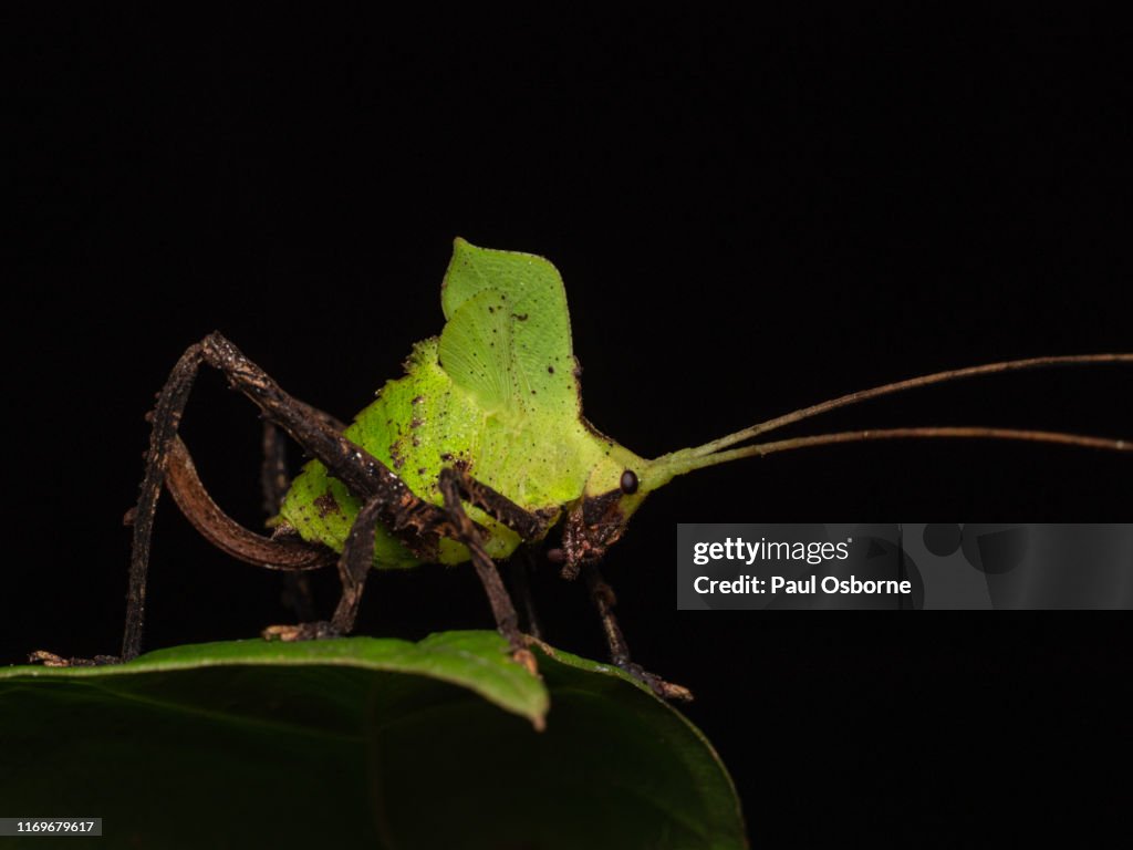 Bright green Leaf Mimicking Katydid sitting on a leaf