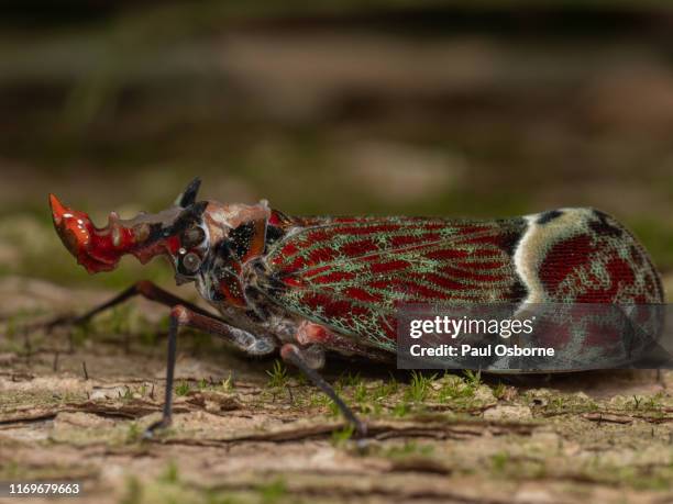 wart headed bug or dragon headed bug - dragon headed stock pictures, royalty-free photos & images