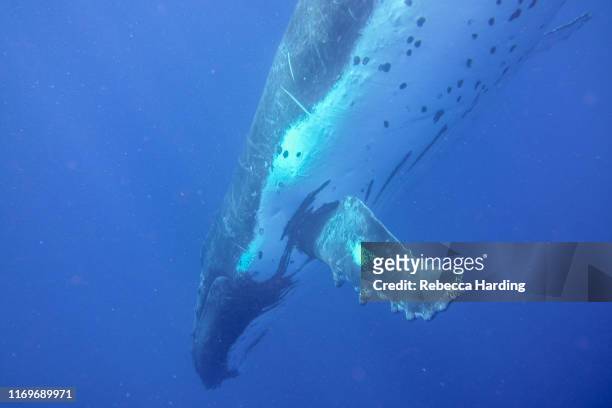 underwater photos of humpback whales - borstvin stockfoto's en -beelden