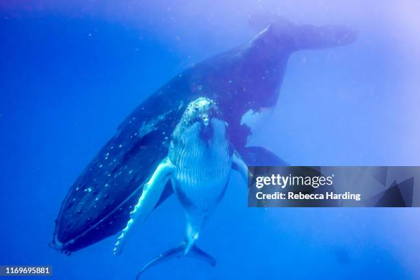 underwater photos of humpback whales - whale calf stock-fotos und bilder