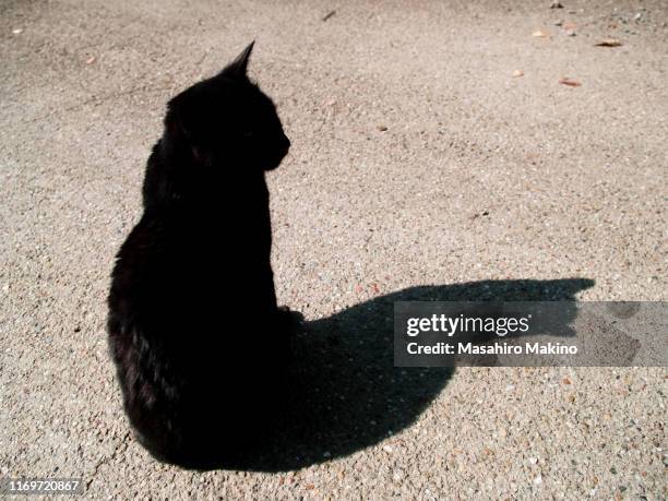 Cat With Shadow Shadow Cats Photos and Premium High Res Pictures - Getty Images