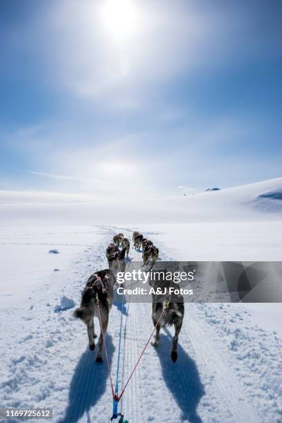 dogsledding on a mountain peak. - sundog stock pictures, royalty-free photos & images