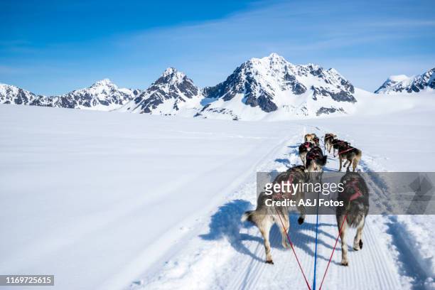 dogsledding on a mountain peak. - alaska stock pictures, royalty-free photos & images