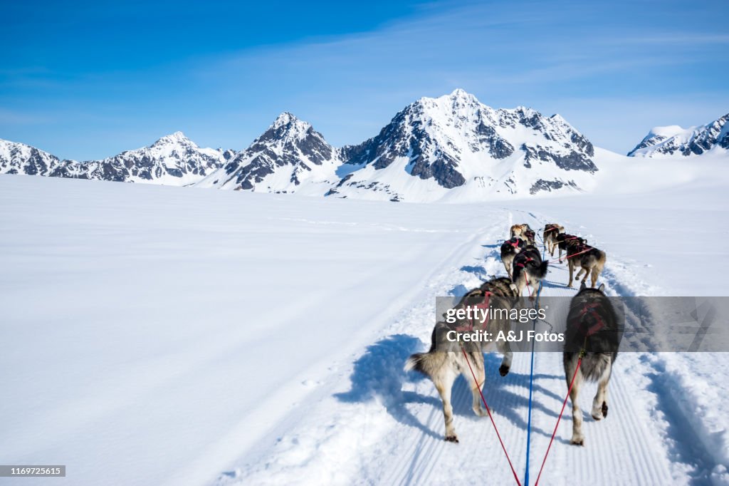 Dogsledding on a mountain peak.