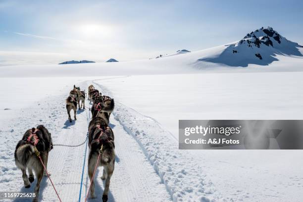 dogsledding on a mountain peak. - sundog stock pictures, royalty-free photos & images