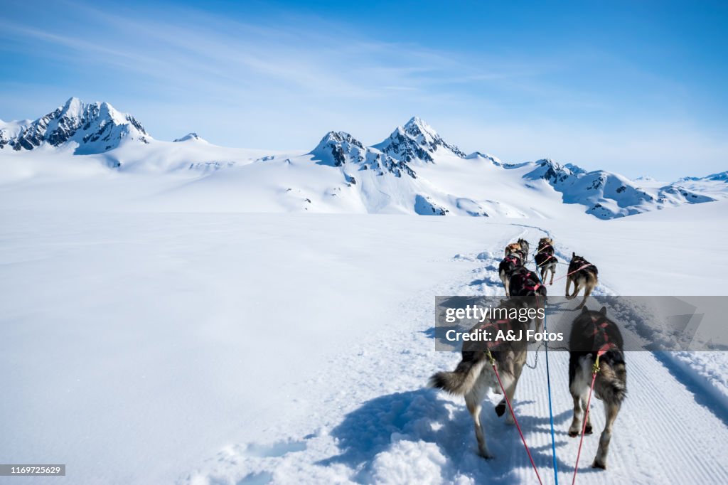 Dogsleeën op een bergtop.
