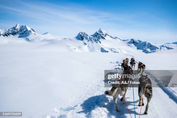 dogsleeën op een bergtop. - alaskische cultuur stockfoto's en -beelden