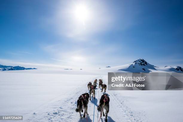 dogsledding on a mountain peak. - dog sledding stock pictures, royalty-free photos & images