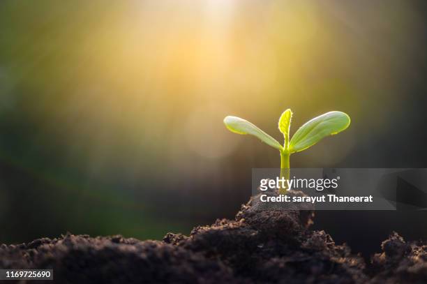 planting seedlings young plant in the morning light on nature background - young plant in ground new shoots stock-fotos und bilder