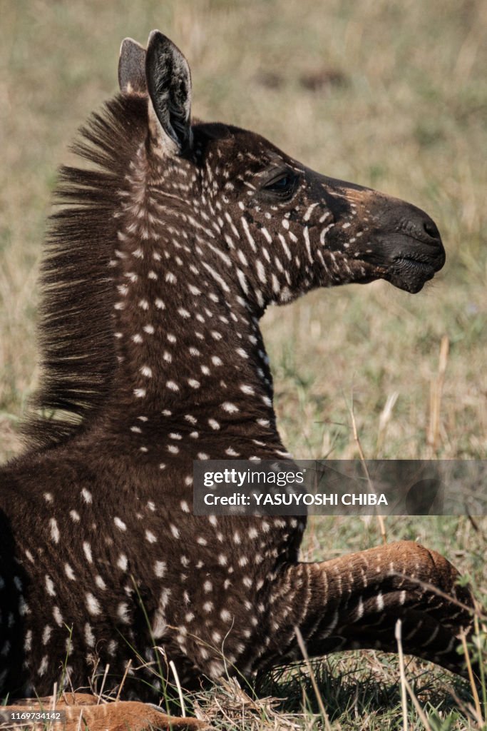 KENYA-NATURE-WILDLIFE-ANIMAL-ZEBRA