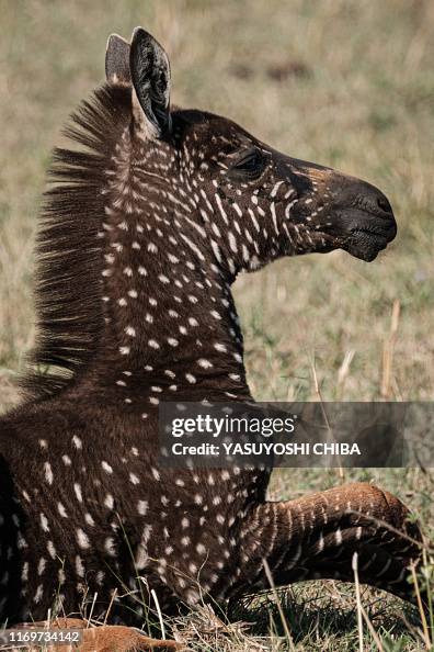KENYA-NATURE-WILDLIFE-ANIMAL-ZEBRA KENYA-NATURE-WILDLIFE-ANIMAL-ZEBRA