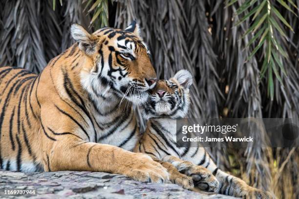 bengal tiger mother interacting with cub - ranthambore national park stock pictures, royalty-free photos & images