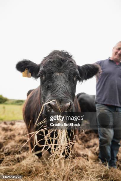 cow eating hay - cows eating stock pictures, royalty-free photos & images