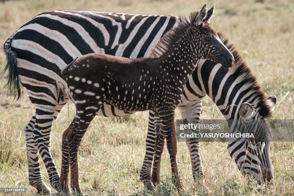 TOPSHOT-KENYA-NATURE-WILDLIFE-ANIMAL-ZEBRA
