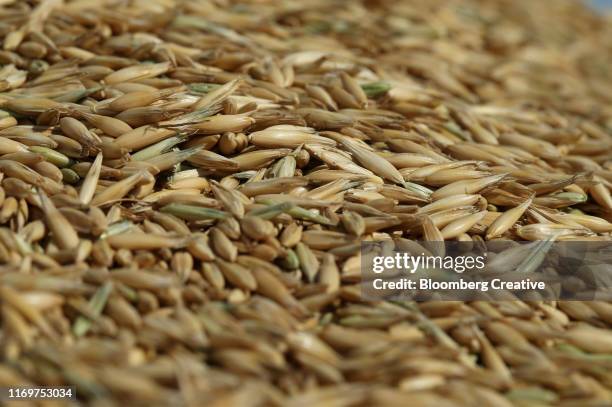 summer oat harvest - bran stock pictures, royalty-free photos & images