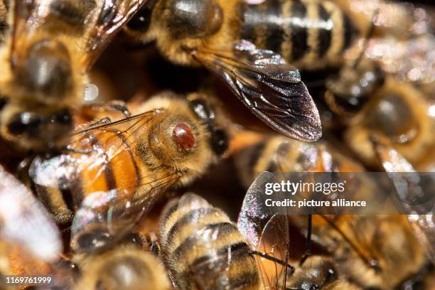 September 2019, Baden-Wuerttemberg, Stuttgart: A varroa mite sits on a honey bee. Photo: Sebastian Gollnow/dpa