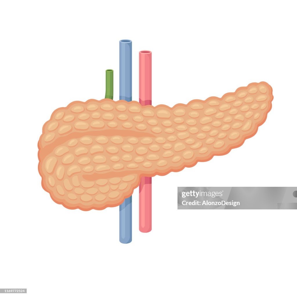 Pankreas-Anatomie. Menschliche innere Organe.
