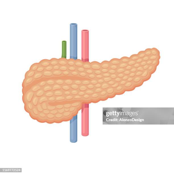 1 7点の膵臓イラスト素材 Getty Images 1 7点の膵臓イラスト素材 Getty Images
