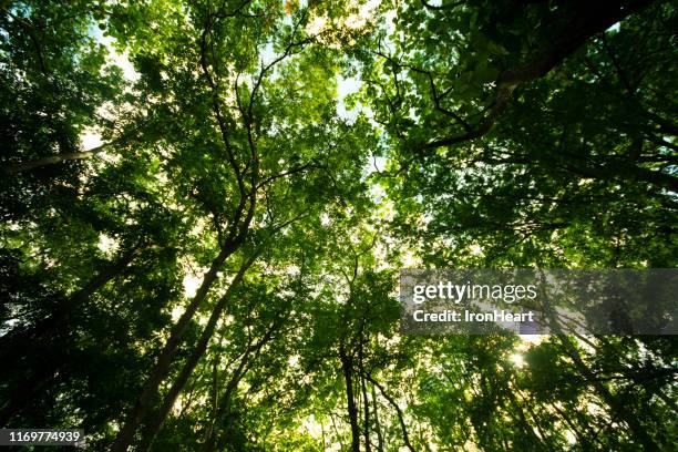 tropical rain forest background. - amazon rainforest trees stock pictures, royalty-free photos & images