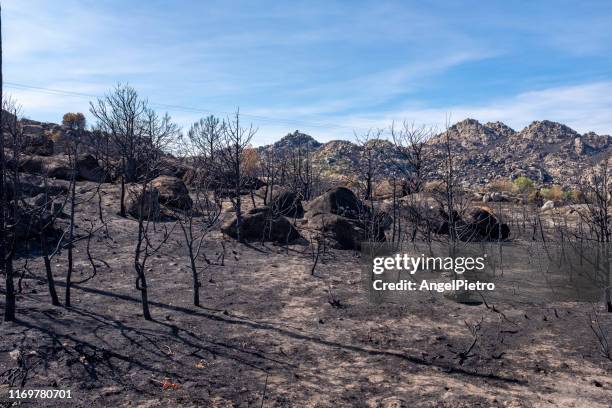 burnt forest - incendio forestal fotografías e imágenes de stock