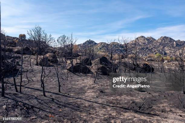 burnt forest - controlled fire stockfoto's en -beelden