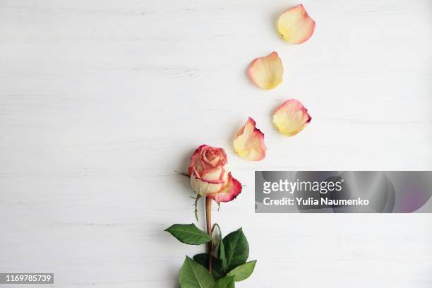 pink roses, rose petals on wooden background, top view, copy space. - rosenblätter stock-fotos und bilder