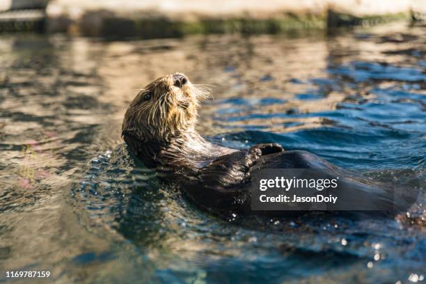 river otter eating on back - river otter fotografías e imágenes de stock