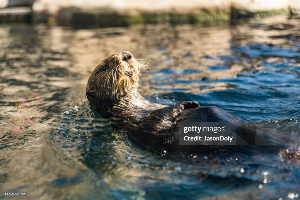 River Otter Eating on Back