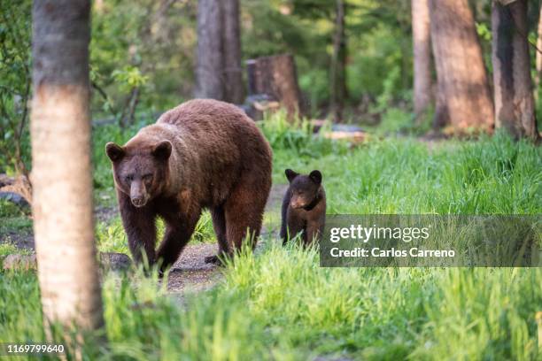 black bear mom and cub on a stroll - sow bear stockfoto's en -beelden