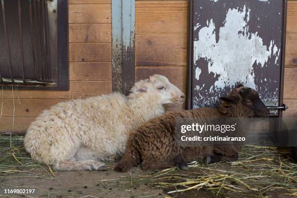 Spring Farm Sad 52 Sad Dairy Farmer Stock Photos, High-Res Pictures, and Images - Getty ...