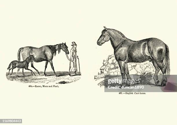 horse breeds, racer, mare and foal, english cart horse - shire horse stock illustrations