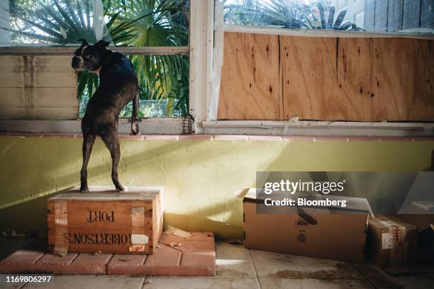 Dog stands near broken and boarded up windows at a home destroyed during Hurricane Irma in Marathon Key, Florida, U.S., on Monday, Sept. 16, 2019. By...