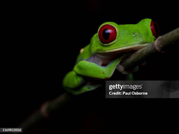 red-eyed tree frog, costa rica - osa peninsula stockfoto's en -beelden