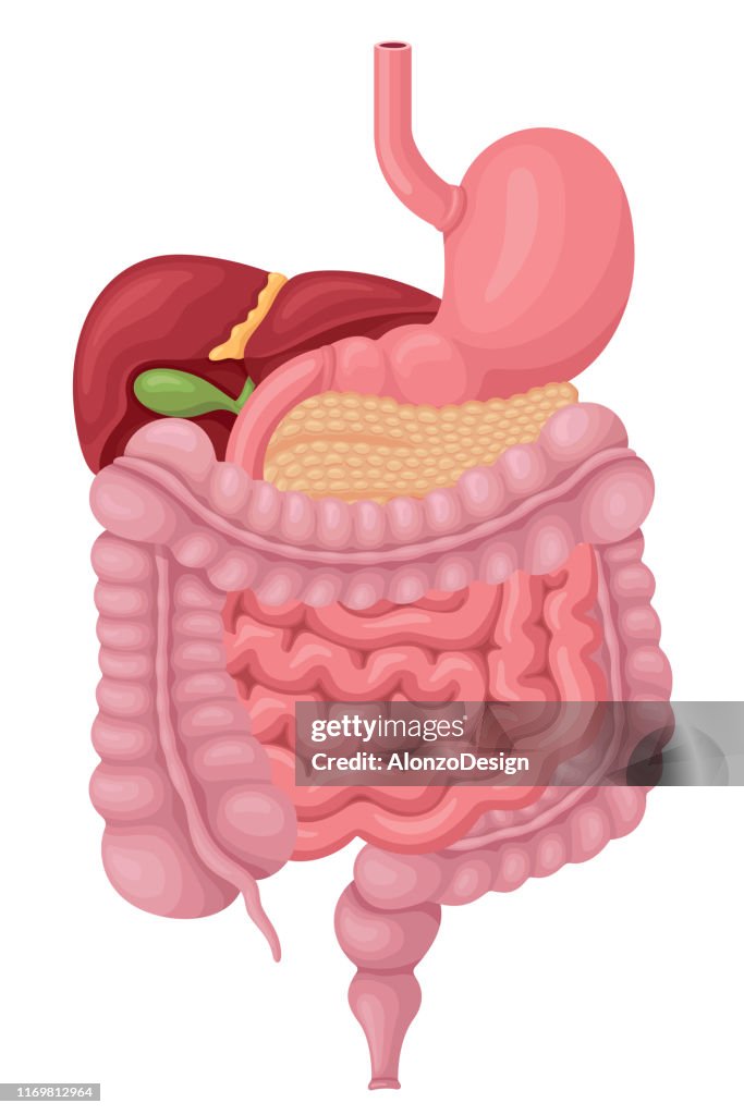 Sistema digestivo humano