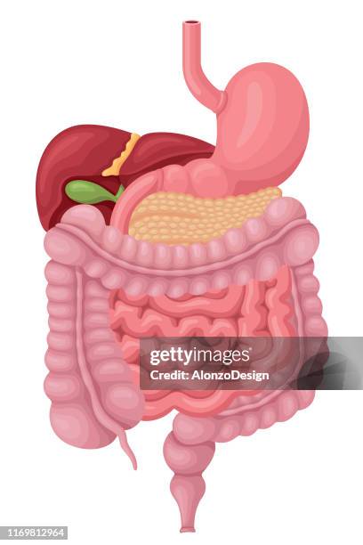 bildbanksillustrationer, clip art samt tecknat material och ikoner med mänskliga matsmältningssystemet - människans matsmältningsorgan