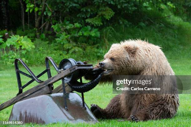 mischievous brown bear - kruiwagen stockfoto's en -beelden