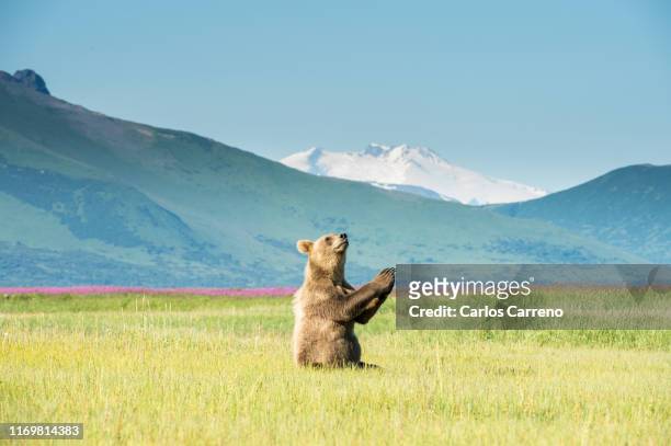 praying bear - snow on grass stock pictures, royalty-free photos & images