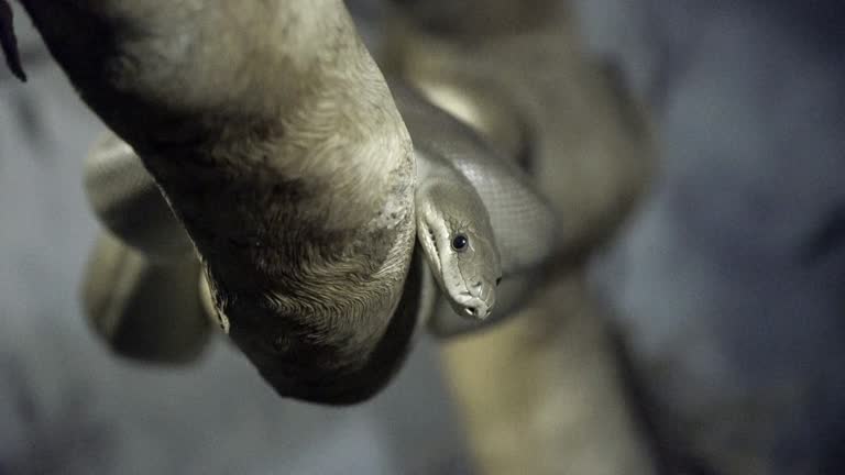 Python Sitting 99 Australian Tree Snake Stock Videos, Footage, & 4K Video Clips ...