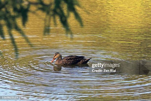 a single duck on a pond making ripples on water - leben im teich stock-fotos und bilder