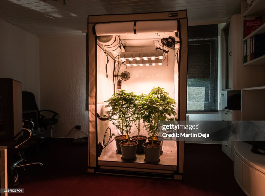 Hemp Growing Indoors