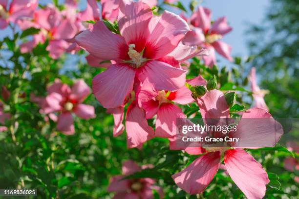 pink hibiscus blooms - ハイビスカス ストックフォトと画像