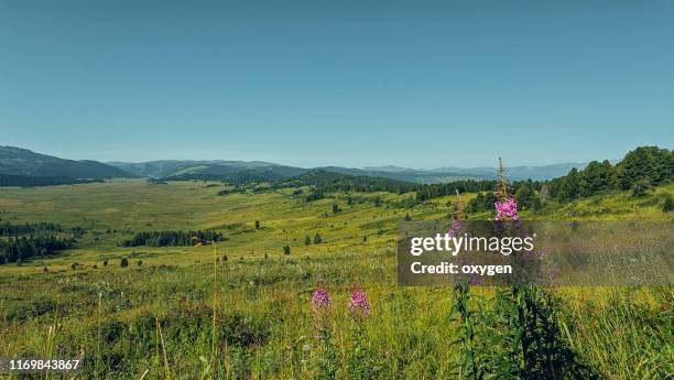 blooming of fireweed flowers (chamaenerion angustifolium) on valley in mountains altai - altai mountains stock pictures, royalty-free photos & images