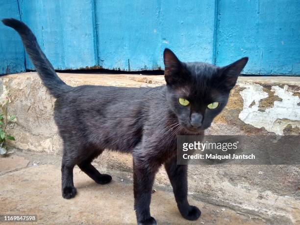 brazilian black cat in ouro preto, minas gerais - brazil. - mongrel cat stock pictures, royalty-free photos & images