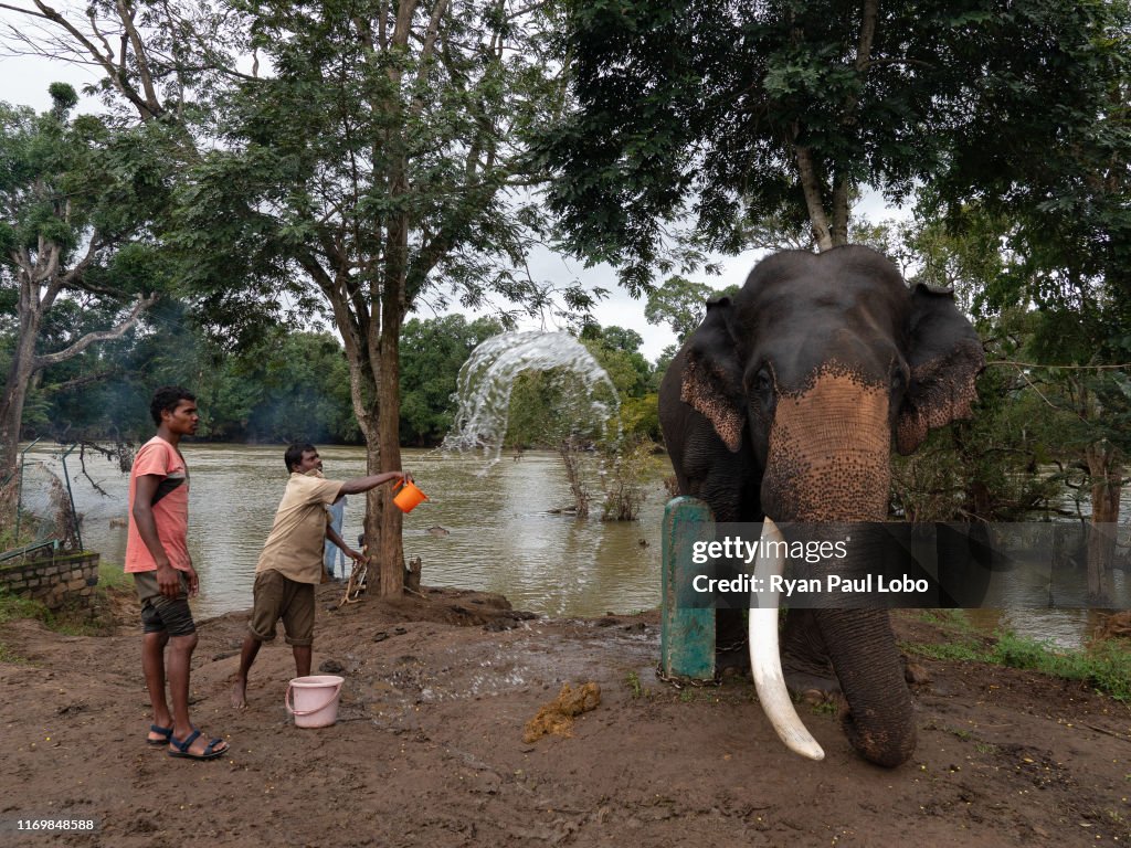 Mahout - The Keeper of Elephants
