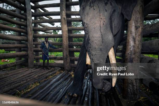 Suresh, a Mahout soothes and talks to a captured rogue elephant within a stockade at the Dubare Elephant Camp in Coorg, India on the 31st of August...