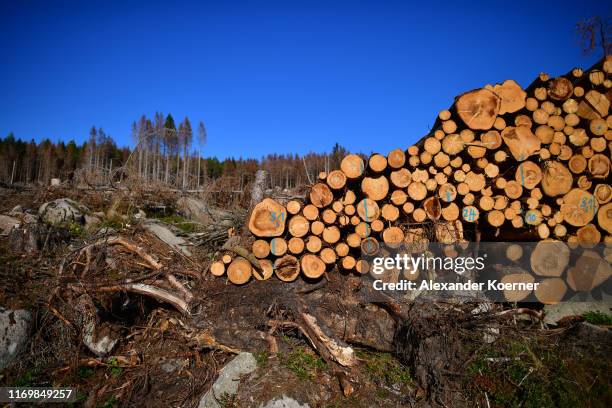 Tree Beetles Photos and Premium High Res Pictures - Getty Images