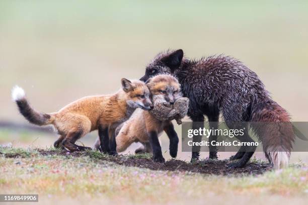 Red Fox Eating Rabbit Red Fox Eating Photos and Premium High Res Pictures - Getty Images