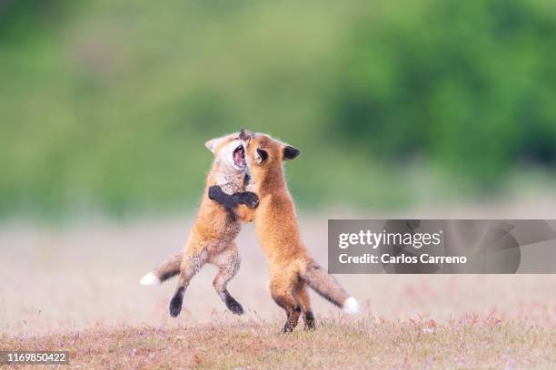 fox kits at play - fox pup stock pictures, royalty-free photos & images